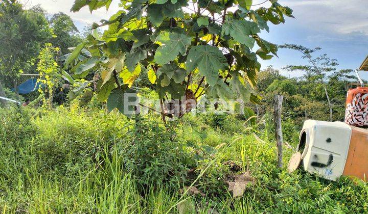 LAHAN DI SEWAKAN BONUS RUMAH  1