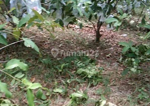 Dijual Lahan perkebunan jambu siap panen di Cibarusa, Kabupaten Bekasi dgn spek  2