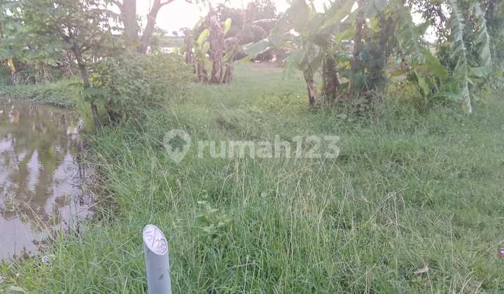 Dijual Tanah / Sawah Area Indramayu Jawa Barat Luas Tanah 3199mharga, 250ribu/m Nego