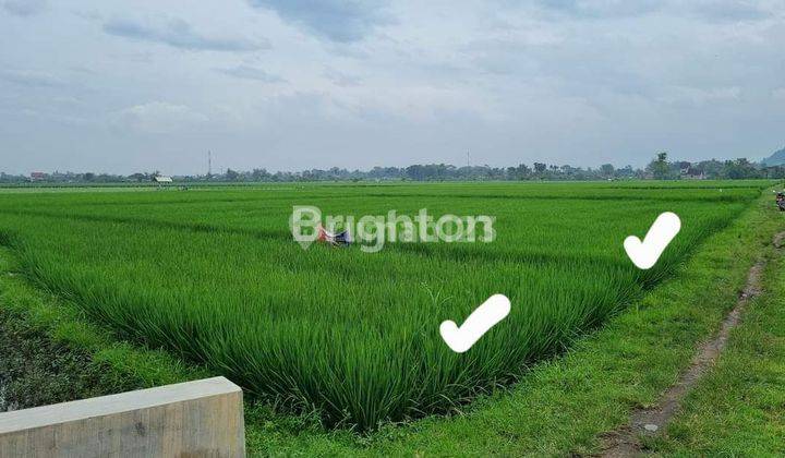 Dijual tanah persawahan di Tulung agung 2