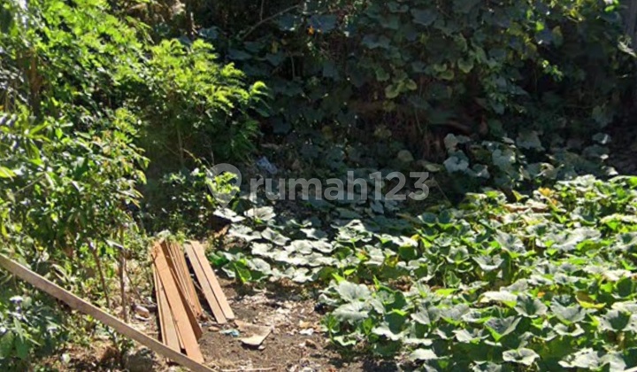 Tanah Kavling 160 M², 1 Menit Ke Jl. Raya Uluwatu- Pecatu
