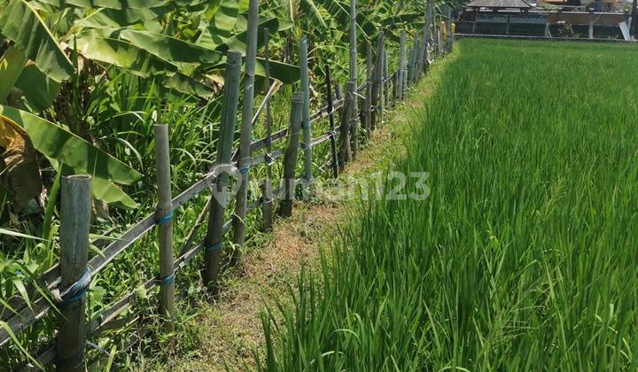 For Immediate Rent: Affordable Land in a Strategic Location on Jalan Kunti@ Seminyak For Immediate Rent: Affordable Land in a Strategic Location on Jalan Kunti@ Seminyak
