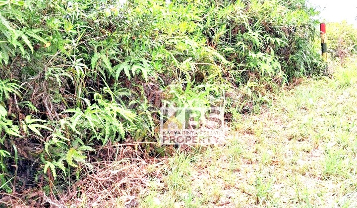 For Sale Land Area 40,000 M² - Asphalt Road Access, Location at Jl Raya Uban Km 29, Bintan For Sale Land Area 40,000 M² - Asphalt Road Access, Location at Jl Raya Uban Km 29, Bintan