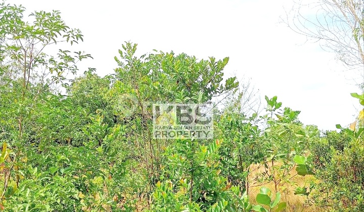 DIJUAL TANAH LUAS & MURAH – Kp. Rawa Bangun, BINTAN DIJUAL TANAH LUAS & MURAH – Kp. Rawa Bangun, BINTAN