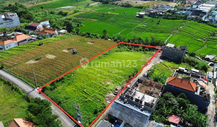 Disewakan Dikontrakkan Tanah 40 Are Berlokasi Jalan Abasan Pantai Berawa Canggu 1