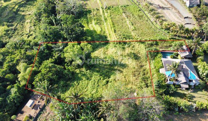 Dijual Tanah 29,5 Are Batuan Sukawati Gianyar Lingkungan Villa View Sawah Sungai Berjarak Sekitar 15 Menit Menuju Ubud 1