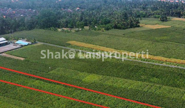 Cheap Land Location In Beraban Village Near Pasut Tourism Aspect 2