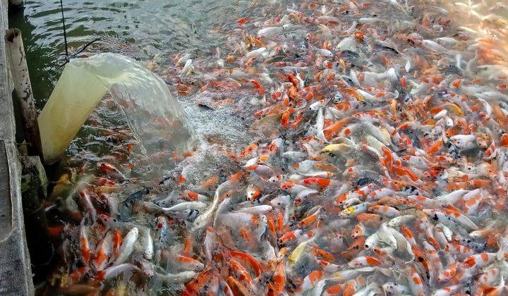 Dijual Lahan.kolam.ikan Di Subang Jawa Barat 1