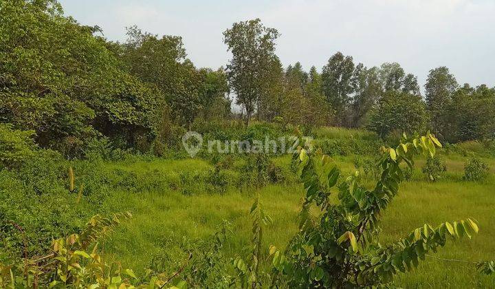 Dijual Murah Tanah 5500m2 di Tigaraksa Harga Nego Lokasi Bagus 2