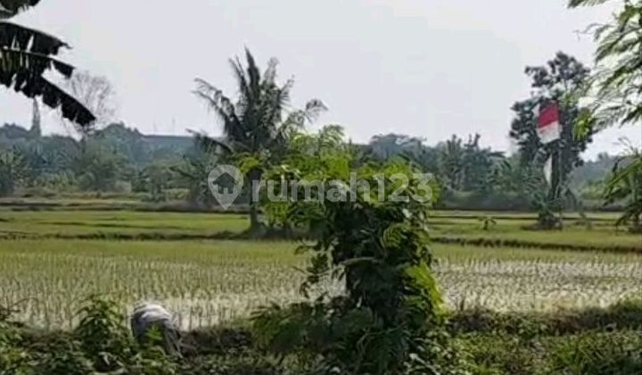 Dijual Murah Lahan Sawah bisa Industri di Balaraja Tangerang Dijual Murah Lahan Sawah bisa Industri di Balaraja Tangerang