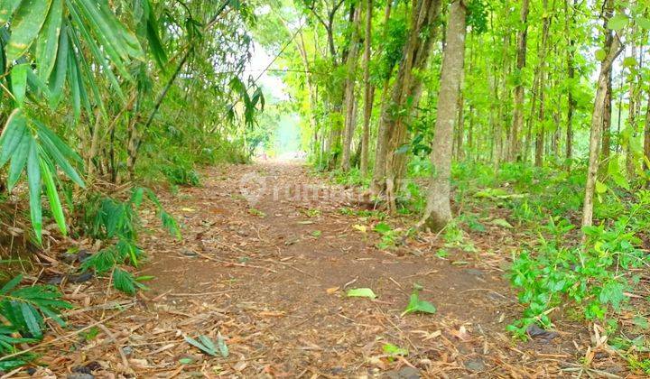 Tanah Pekarangan Kebun Jati Murah Di Boyolali  2