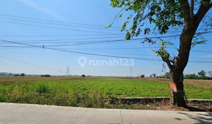 Tanah Sawah di Jalan Raya Tambelang