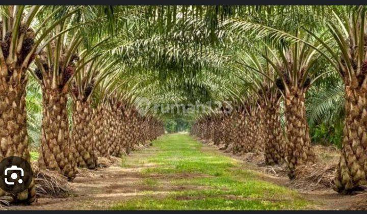 Dijual Cepat Lahan Kebun Sawit Tabalong 1