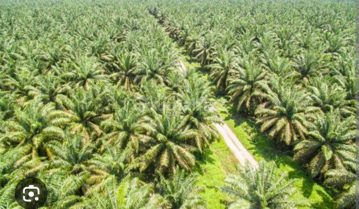 Dijual Cepat Lahan Kebun Sawit Tabalong 2