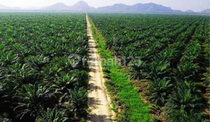 Dijual Take Over Kebun Sawit dan Pabriknya Siap Produksi