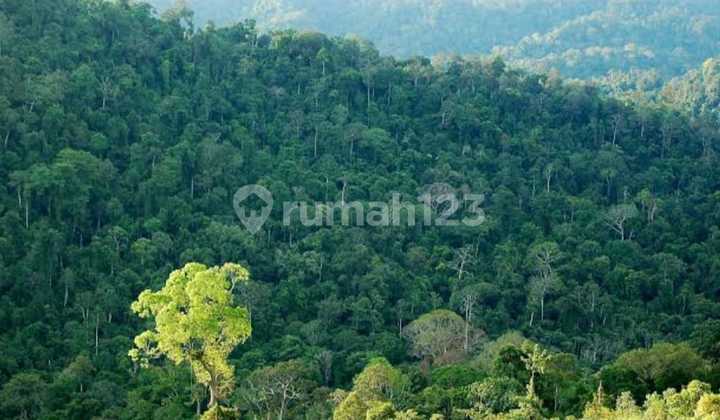 Dijual Cepat Take Over Konsesi Lahan Kayu Hutan Kalimantan Utara Dijual Cepat Take Over Konsesi Lahan Kayu Hutan Kalimantan Utara