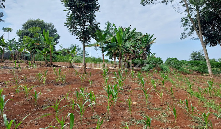 SHM Land 11,000 m² in Jamali Village, Cianjur Regency, Cianjur SHM Land 11,000 m² in Jamali Village, Cianjur Regency, Cianjur