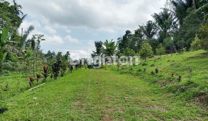 Tanah Kavling Agrowisata Durian Musangking di Wongaya Gede Tabanan