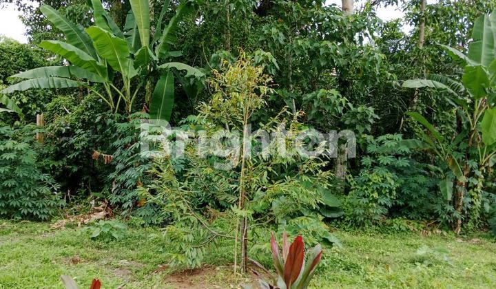 Tanah Kavling Agrowisata Durian Musangking di Wongaya Gede Tabanan