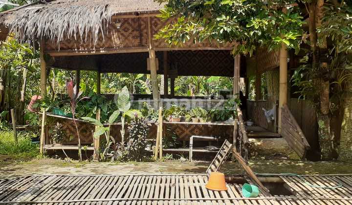 For Sale: Land Plot with Ornamental Plants and Fish Pond in Bogor