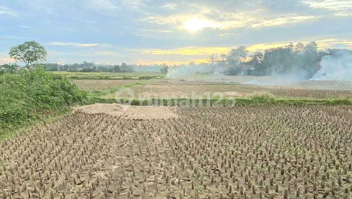 SHM Certified Fertile Rice Field Land on Jl Babat, Legok Tangerang SHM Certified Fertile Rice Field Land on Jl Babat, Legok Tangerang