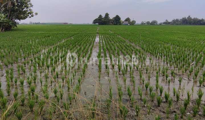 Tanah Sawah  Shm Strategis Di Desa Sukakarya Cikarang