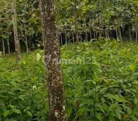 Tanah Kebun Jati 3,1 Hektar di Surade Sukabumi 2