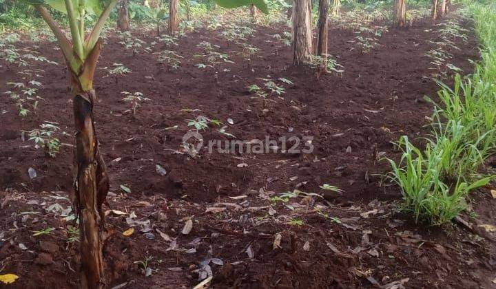 Tanah Luas Pinggi Jalan di Bojong Genteng Sukabumi 2