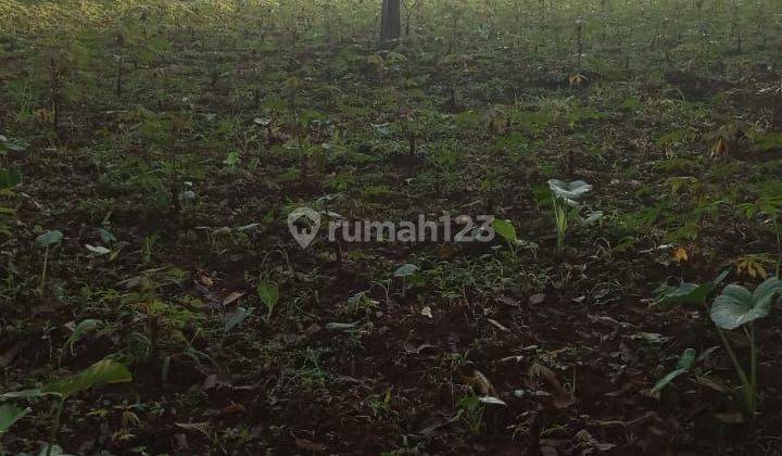 Tanah Luas Pinggi Jalan di Bojong Genteng Sukabumi 2