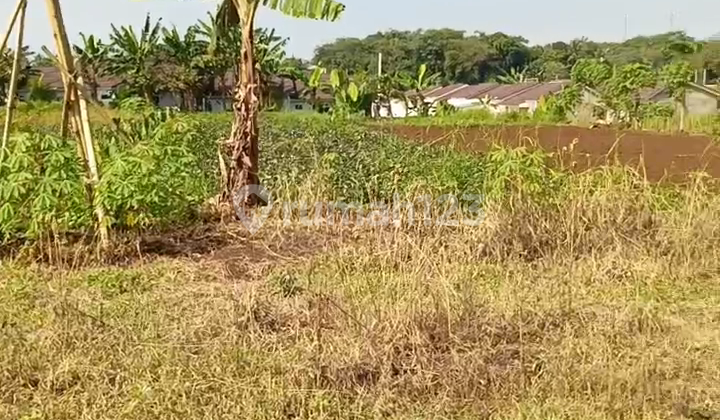 Tanah Strategis Luas 3 Hektar Di Ciseeng