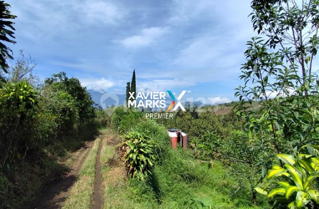 Tanah + Kebun Apel Produktif Di Bulukerto Kota Batu(DN1854) 2