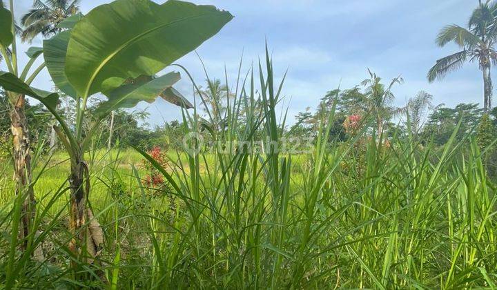 DIJUAL TANAH STRATEGIS AREA DI TEGALALANG UBUD BALI MCL016 2