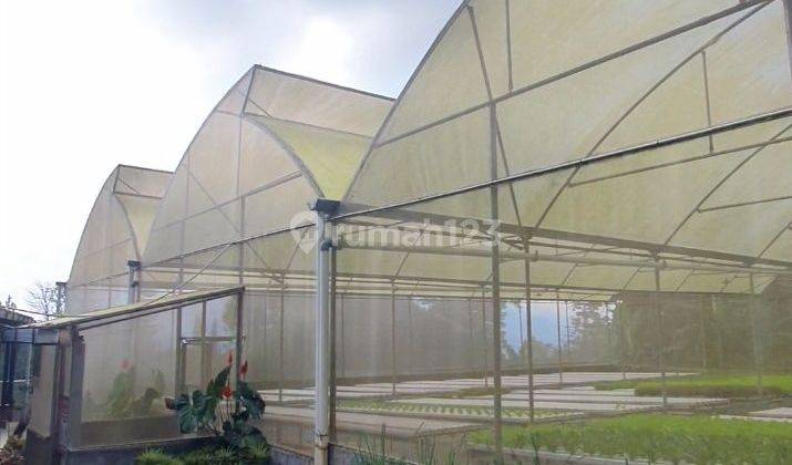 Tanah Bonus Green House Selada Siap Panen  1