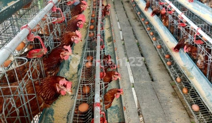 Selling Active Chicken Farm