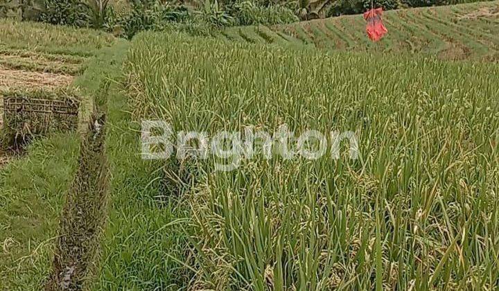 Cheap land covering an area of 18.5 acres in Soka Village, Tabanan, Bali 1