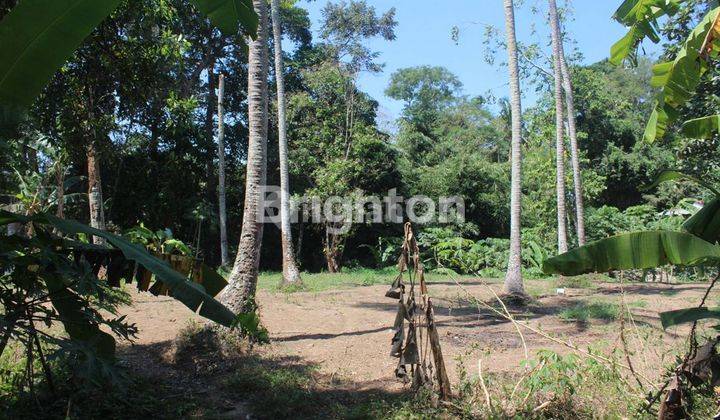 Tanah perkebunan river side  seluas 1 hektar di Desa Cepaka Kediri Tabanan 1