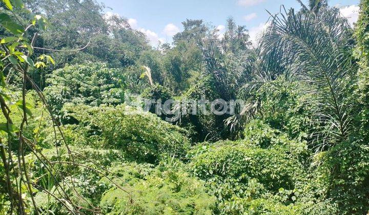 The land on Jalan Siulan Denpasar has a surrounding fence, around it there are 2 villa buildings 1