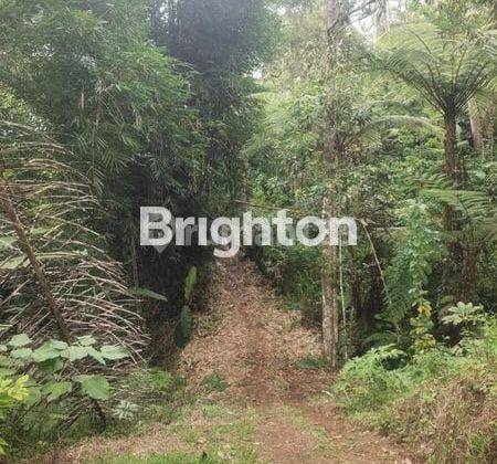 3 hectares of plantation land, already planted with coffee, mangosteen, durian, coconut and other plants, very suitable for investment options located in Belimbing tourist village, Pupuan, Tabanan Bali 2