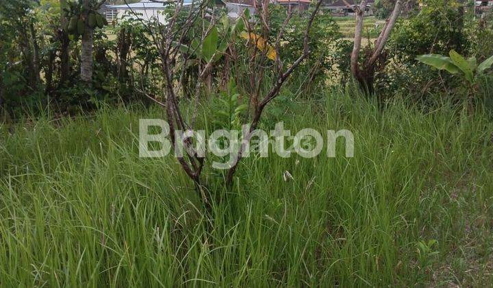 3 are land suitable for investment in Dauhwaru Village Jembrana Bali 1