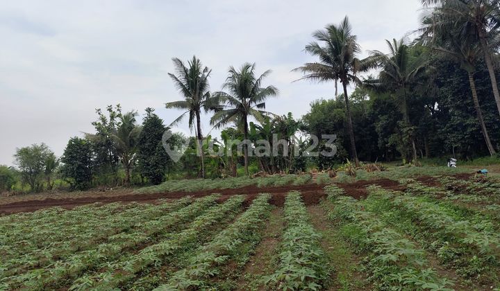 Tanah Sindang Jaya - SHM - Cocok Kebun/Kandang Ternak