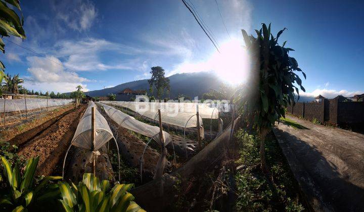 TANAH DATAR DI DEPAN DANAU BEDUGUL 2