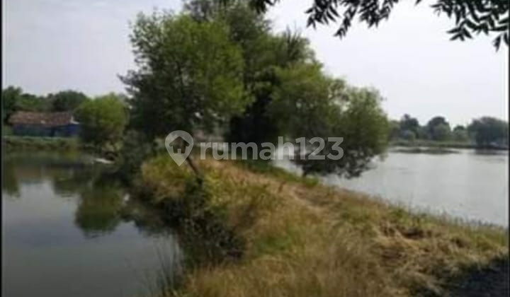 Tambak Udang Aktif Di Perikanan Kalianyar Bangil Pasuruan