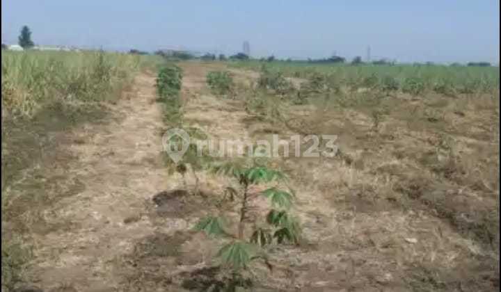 Tanah 0 Jalan Karang Winongan Mojoagung Jombang Jawa Timur Tanah 0 Jalan Karang Winongan Mojoagung Jombang Jawa Timur
