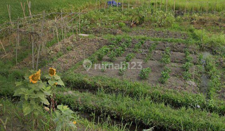 Tanah di Area Sayap Raya Canggu Cocok Untuk Villa Dan Hotel 2