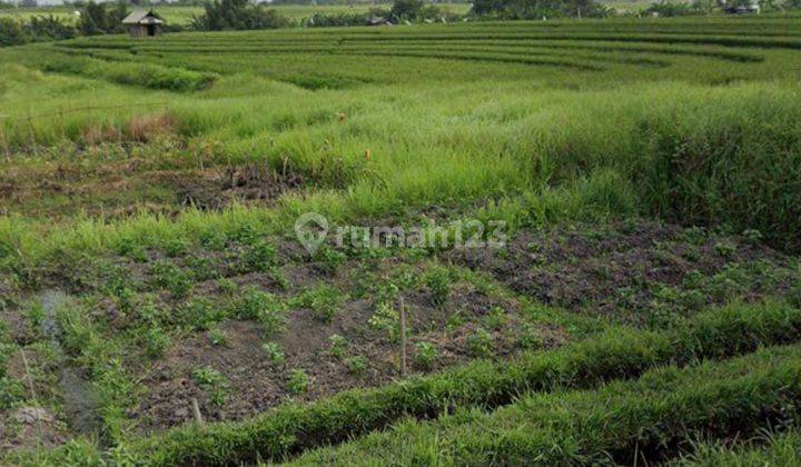 Tanah di Area Sayap Raya Canggu Cocok Untuk Villa Dan Hotel 1