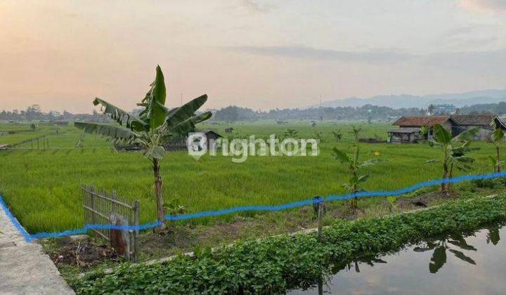 Tanah sawah produktif 2