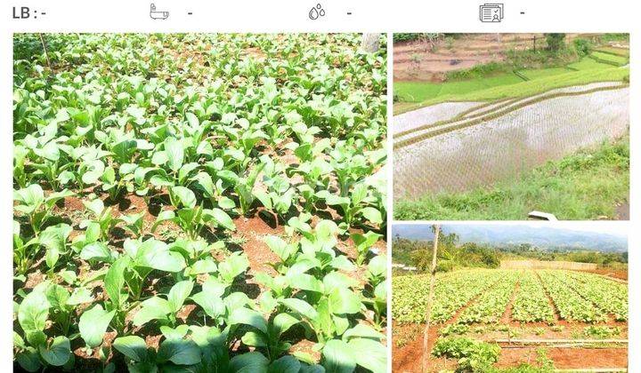 Kavling Kontur Rata di Ciwidey