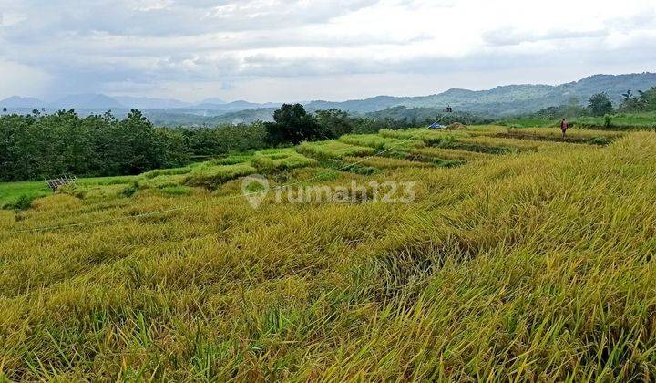 Dijual Tanah Kebun Tinggal Panen di Wanawali-Cibatu, Purwakarta 2