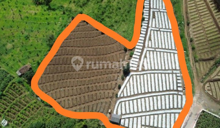 Tanah Luas Area Pertanian di Torongrejo, Batu