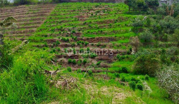  Tanah Ex Kebun Apel di Bulukerto, Bumiaji Kota Batu 1